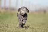 BEDLINGTON TERRIER 199